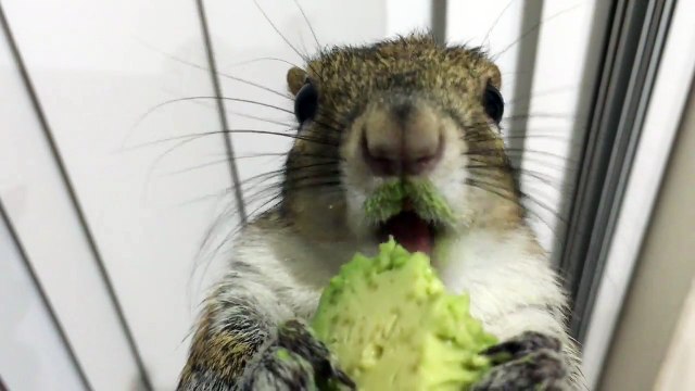Trop mignon : cet écureuil dévore un avocat !