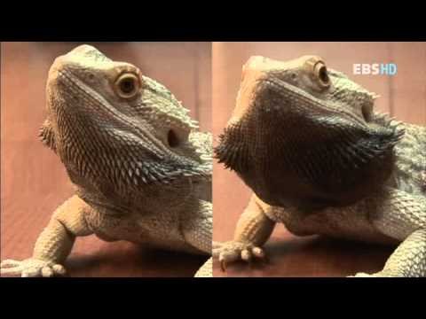 동물일기 - Animal diary_67화 우리집에 올래? 지원, 욱진, 욱빈이네_#001