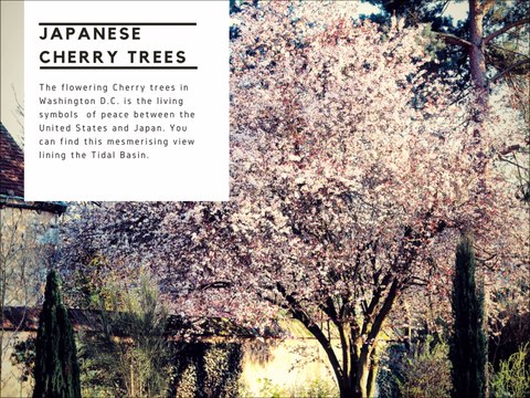 10 famous trees in history