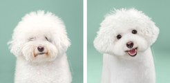 10  DOG ADORABLE BEFORE & AFTER - Are they adorable dogs after they grew up?