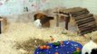BASIC Guinea Pig & Rabbit Care sdfe_ Pets Palace Kids