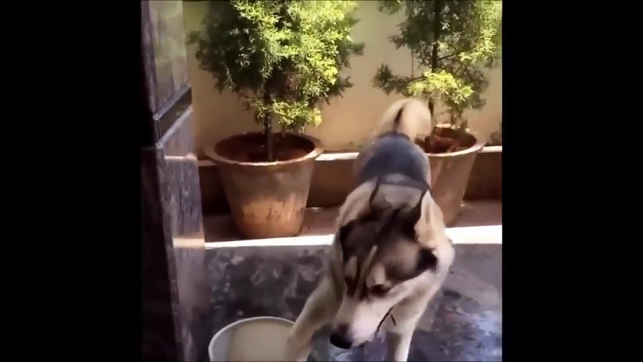 Funniest & Cutest Husky Videos #6 Compilation 2017