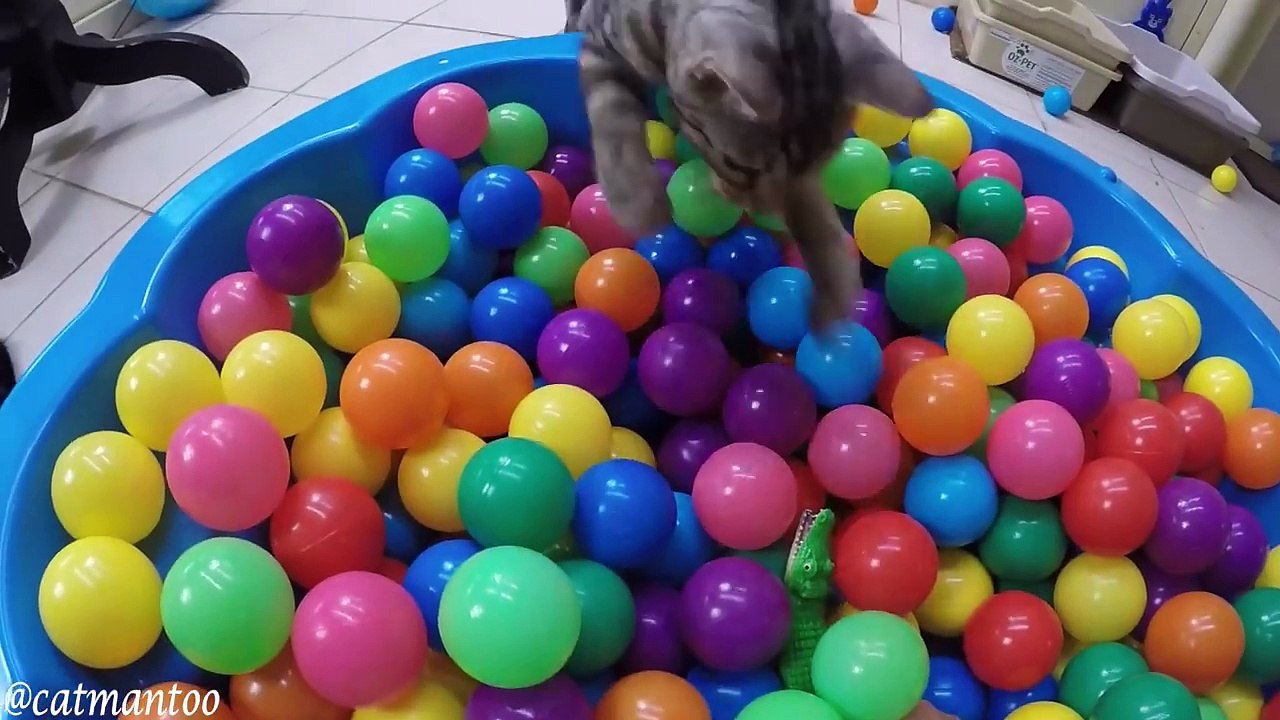 gato