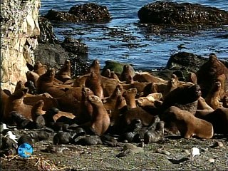 tierra enquevivimos darwin chiloe p3