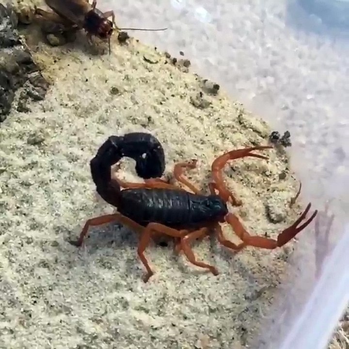 Scorpion Attack