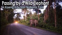 Passing by a Wild Elephant in Kaeng Krachan National Park