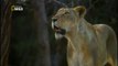 India Selvagem - O Reino dos Leões - Documentário