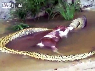 Un promeneur filme un anaconda entrain de vomir une vache ! Effayant !
