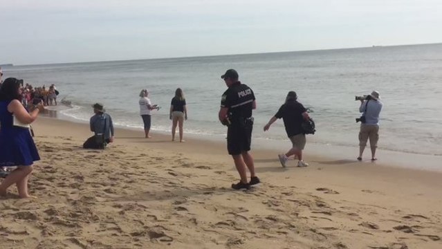 Rehabilitated Sea Turtles Released Back into Ocean