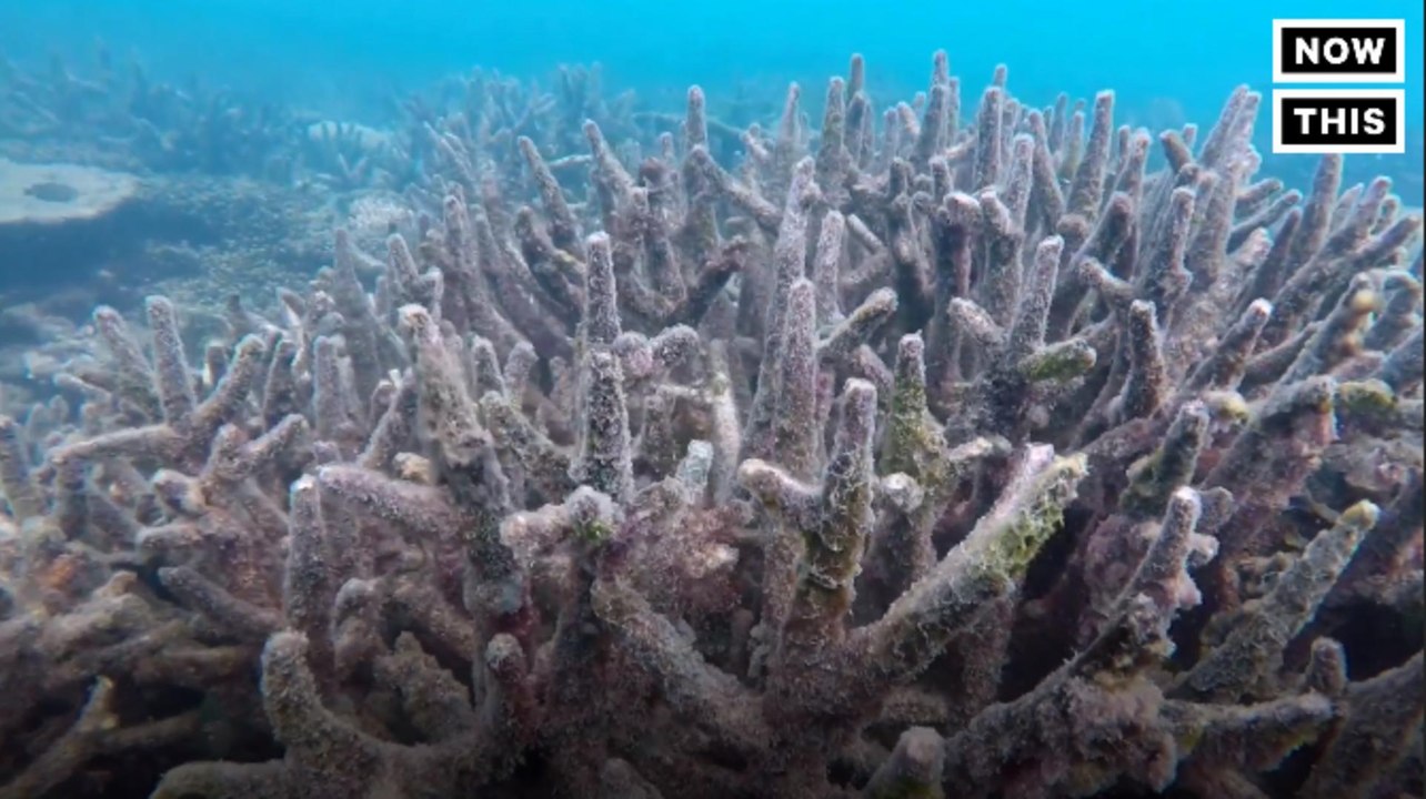 Coral Bleaching Season Coming to An End