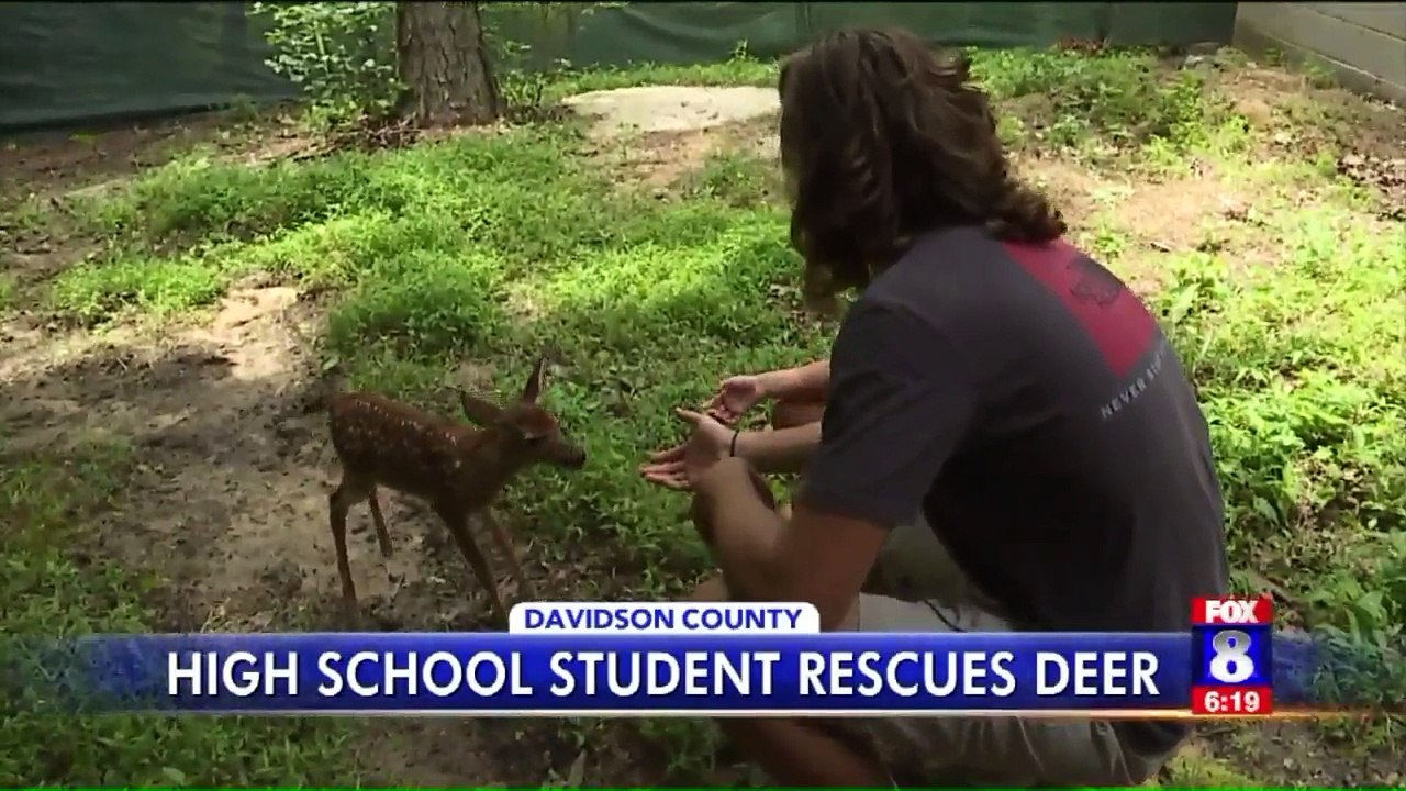 High School Student Rescues Deer from Drowning