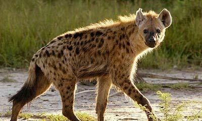Cris des hyènes-Hyena sounds