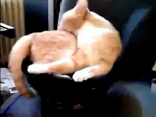 Рыжий кот на сабвуфере | Red Сat Оn The Subwoofer