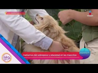 Un perro obeso no es cuestión de chiste: ¡Debes de cuidarlo! | Sale el Sol