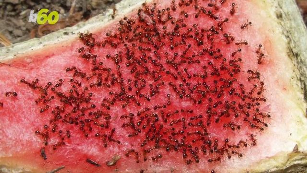 Warning: Balls of Fire Ants May Swarm Flood Waters