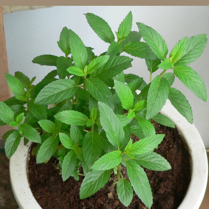 Très simple technique pour cultiver de la menthe en pot et l'avoir à portée de main- culture de menthe en pot