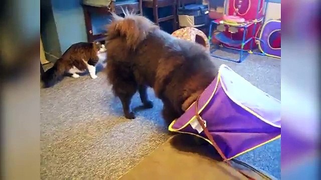 DOG RIDES A TURTLE & MORE Funny Pet Videos, Bloopers & Moments of 2016 Weekly Compilation