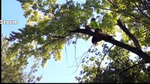 Tree cutting fails and idiots with chainsaws. FAIL COMPILATION 2017