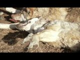 EBS 다큐프라임 - 중앙아시아, 살아남은 야생의 기록 2부 늑대와 유목민, 그들의 겨울_#002