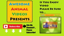 FUNNY Pets Chasing Laser Pointers Part 2 - Crazy Cats, Crazy Dogs, Funniest Animals, Kitty Cats