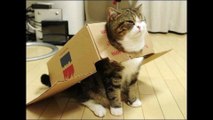 OMG THE FUNNIEST CAT PICTURES: CUTE CATS DOING FUNNY THINGS