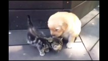 This Kitten Loves His New Friend, The Golden Retriever Puppyee