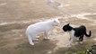 CATFIGHT FUNNY Cat Fights () [Funny Pets]