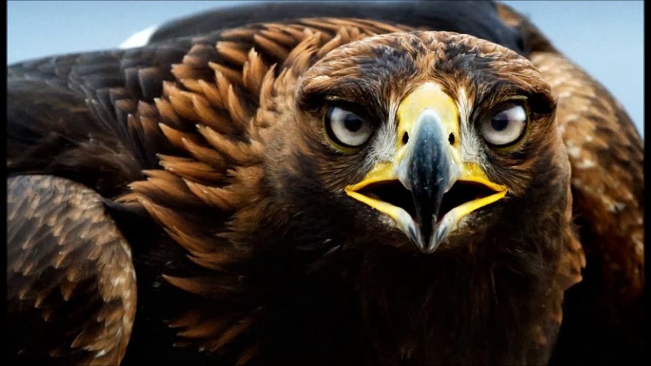 Ecoutez le cris de l'aigle- Fascinant son de l'aigle