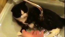 Funny Cats Enjoying Bath _ Cats That LOVE Water Crrompilatio