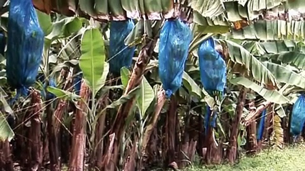Agricultural Diversification