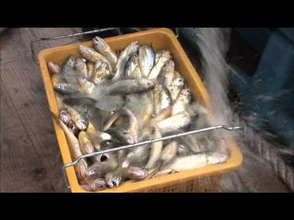 극한직업(Extreme JOB) 조기잡이 제2부