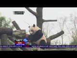Lucunya Panda ini Terjatuh dari Pohon yang Dahannya Patah - NET24