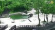 Baby Elephant Saved By Mother And 'Granny' In Dramatic Rescue At South Korean Zoo