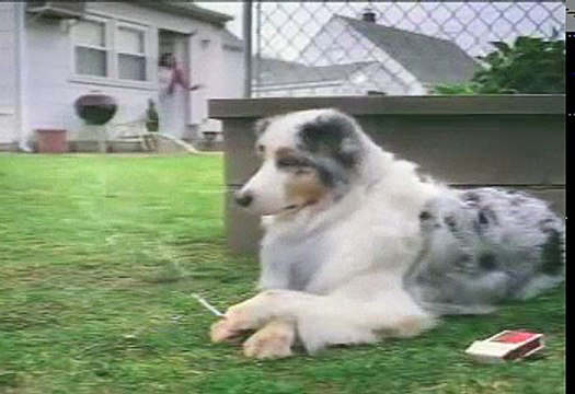 Sigara İçen Köpekli Kamu Spotu