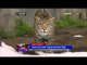 Aksi Lucu Induk dan Anak Jaguar Bermain Salju - NET5