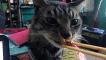 Funny Bread Cat Videos Compilation 2013