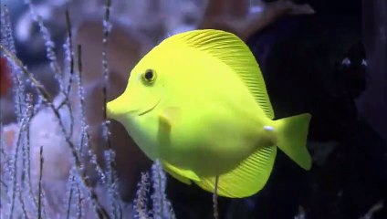 SEA LIONS  Animals for children. Kids videos. Kindergarten