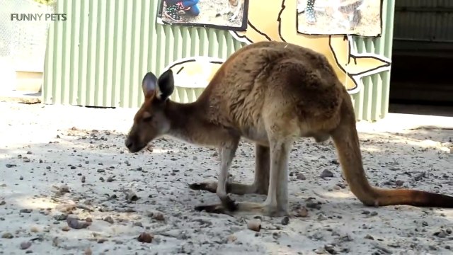 Kangaroos Funny Kangaroos Playing [F