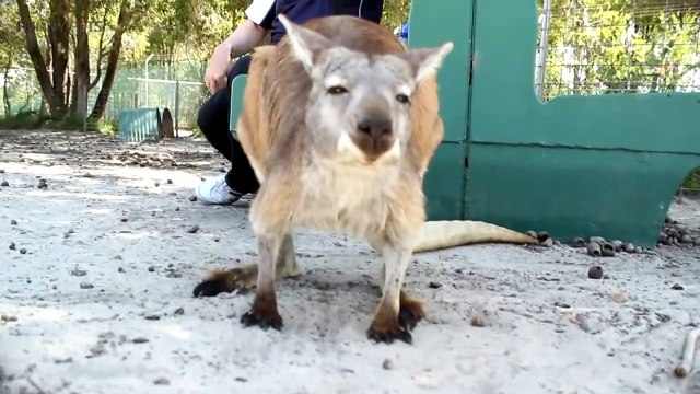 Kangaroos Funny Kangaroos Playing [Funny Pets]