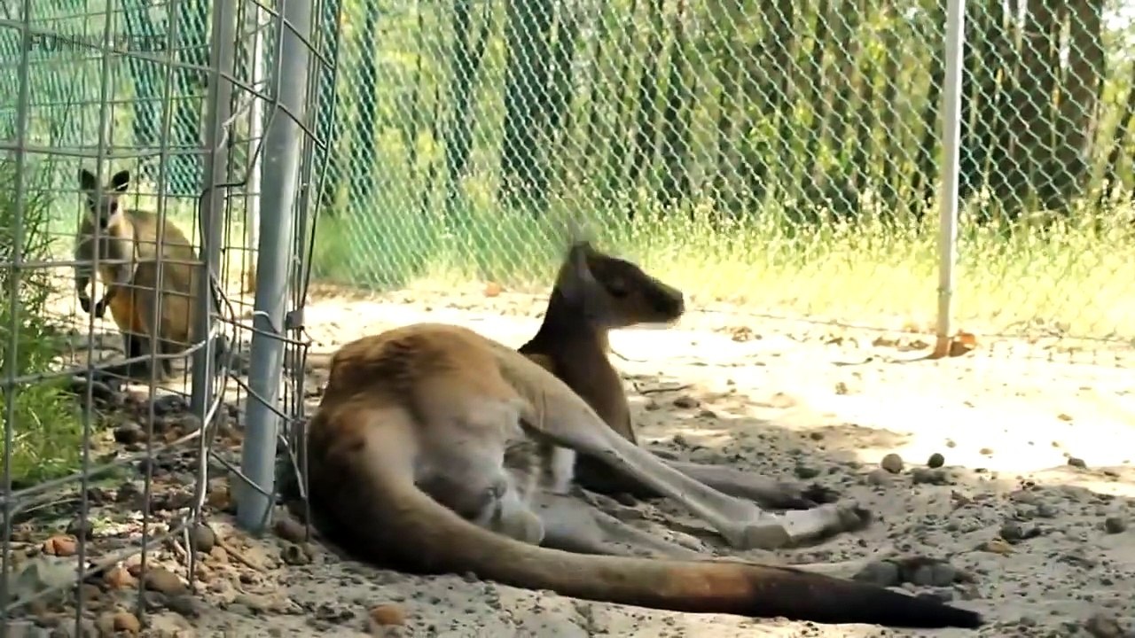 Kangaroos  Funny Kangaroos Playing [Funny Pets]