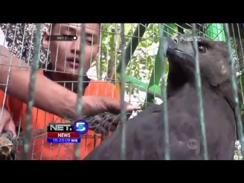 Burung Elang Hitam Seorang Warga di Sumatera Utara Disita - NET5