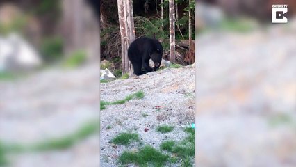 Nosy Bear Breaks Into Van