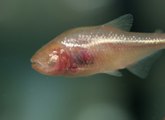 Mexican Tetra – Astyanax Mexicans (Blind Cavefish)