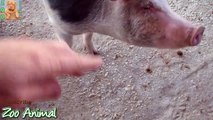 Farm Pigs Super Happy and Funny - Farm Animals videos for kids - Animais TV