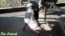 Farm Pigs Super Happy and Funny - Farm Animals videos for kids