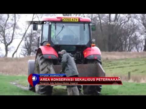 Uniknya Suasana Peternakan Elang langka Berjenis Red Kite - NET12