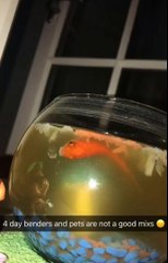 Il fait des funérailles à son poisson rouge mort