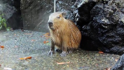 Ces bébés capybaras savent comment lutter contre la canicule...