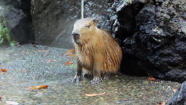 Ces bébés capybaras savent comment lutter contre la canicule...