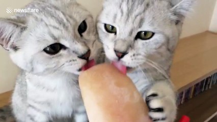 Kittens licking tuna brine ice lolly on hot day
